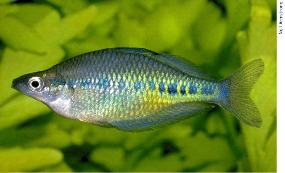 Glossolepis maculosus Artbeschreibung HoRF Lomilo Aquaristik